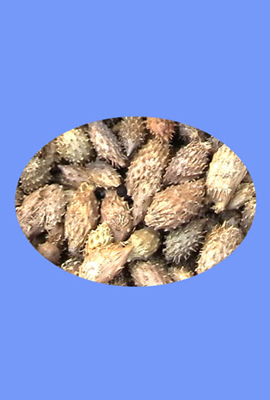 Xanthium (cang er zi)