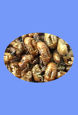 Cicada Slough (chan yi)