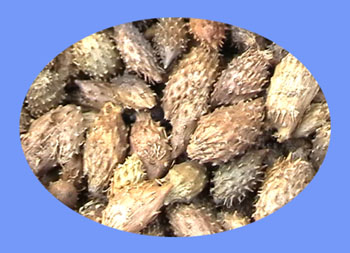 Xanthium (cang er zi)