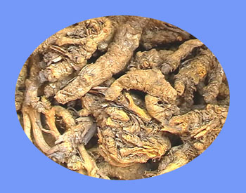 Coptis Root (huang lian)