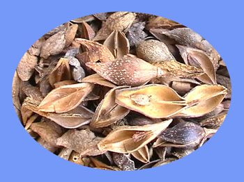 Forsythia Fruit (lian qiao)