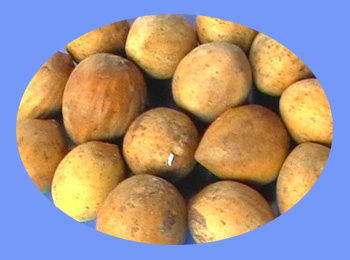 Torreya Seed (fei zi)  