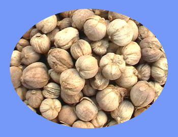 Round Cardamon Seed (bai dou kou)