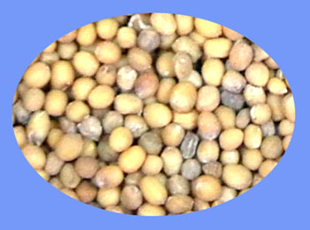 White Mustard Seed (bai jie zi)