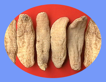 Gastrodia Tuber (tian ma) 