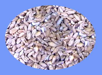 Light Wheat (fu xiao mai)  