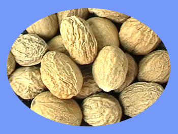 Nutmeg (rou dou kou)