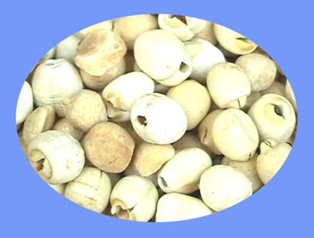 Lotus Seed (lian zi)