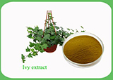  Ivy Extract 