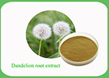 Dandelion Root Extract