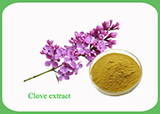 Clove Extract