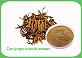 Cordyceps Sinensis Extract