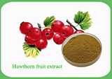 Hawthorn fruit Extract