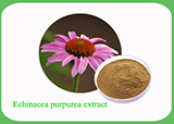 Echinacea Purpurea Extract