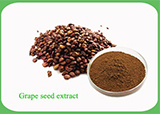 Grape Seed Extract