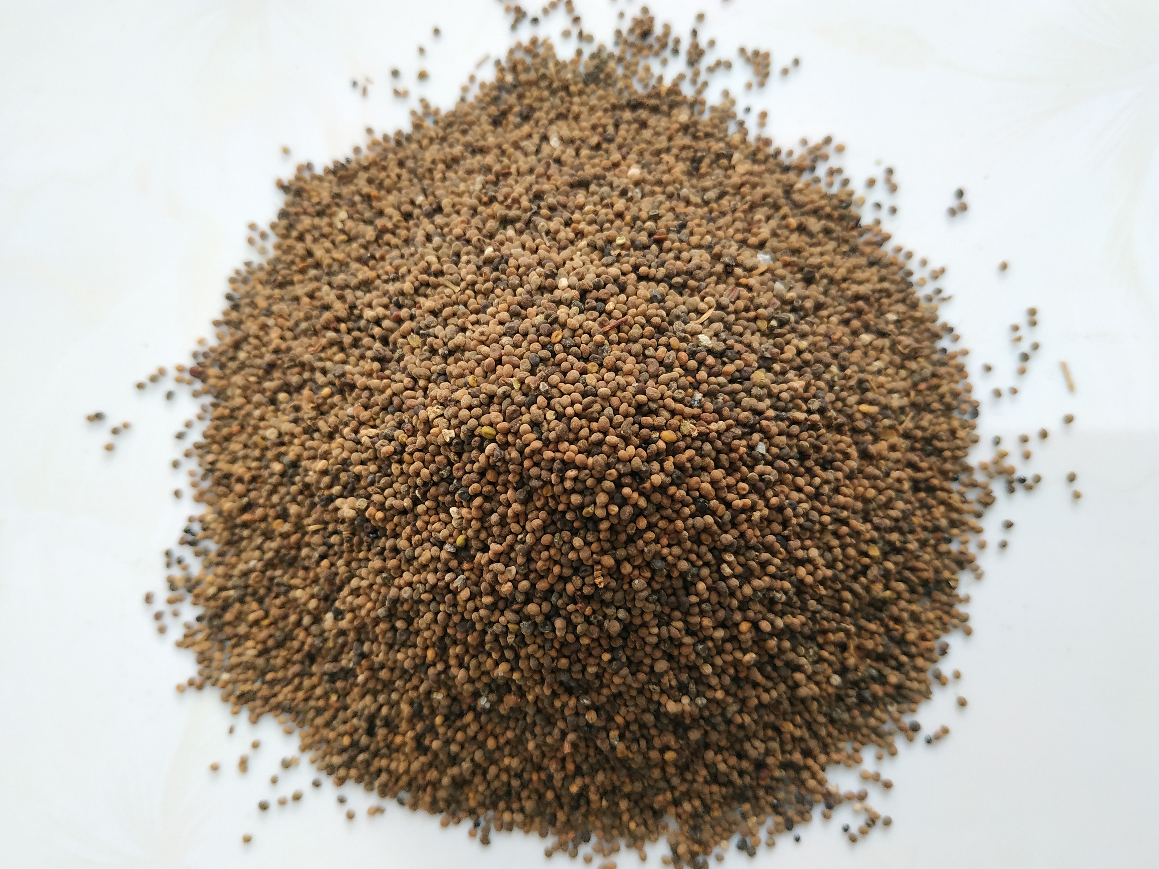 Dodder Seed (tu si zi)  