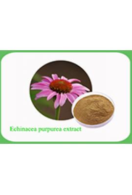 Echinacea Purpurea Extract